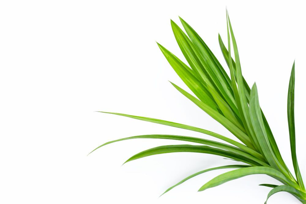 Pandan